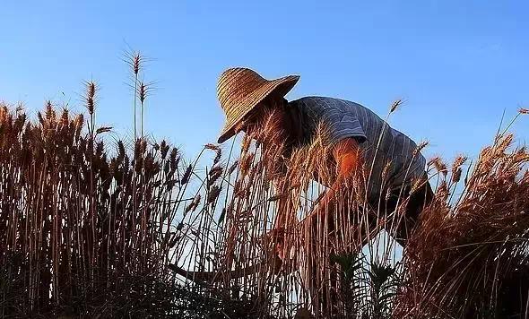 本人老家下星期要收麦子了,现高薪急招以下职