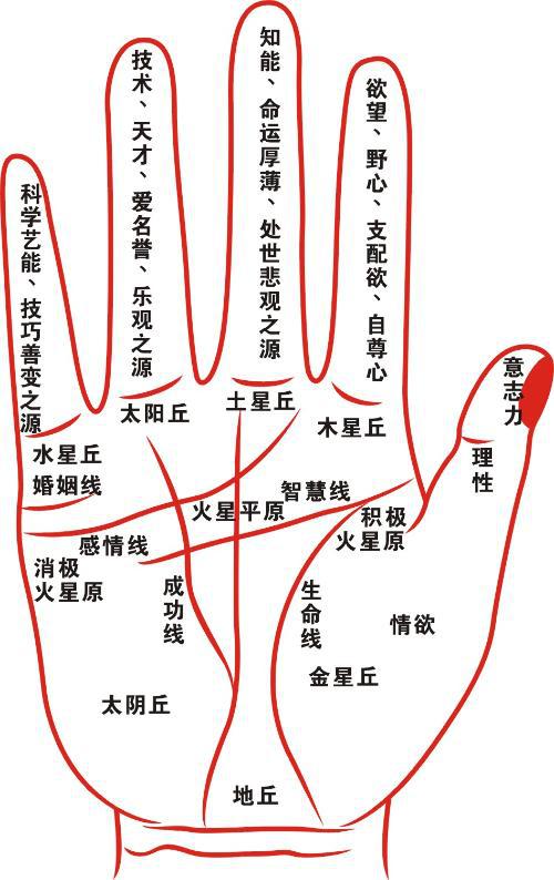 对于财运线的位置而言实在手掌无名指下方出现了竖向的手纹可以称之为
