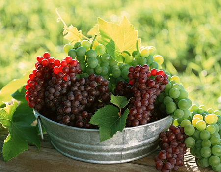 最常见的16种红葡萄酿酒品种