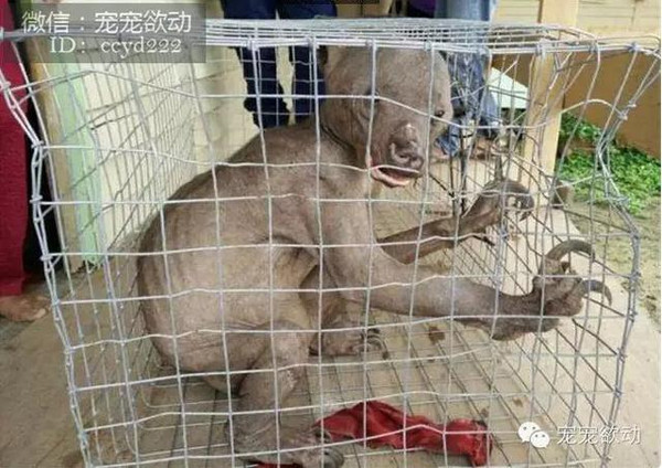 村民误认水鬼的生物终于真相大白,无知迷信害人啊