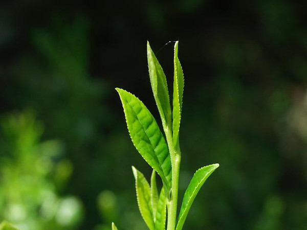 武夷山茶树的来源