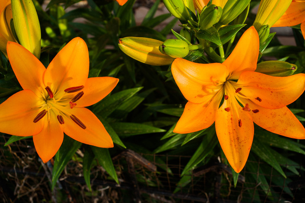 花开夏季的日本百合