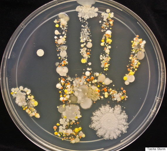 图文:孩子的小手上有多少细菌?