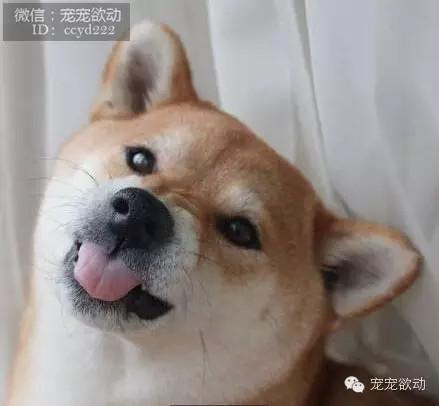 ▼marron吐舌头卖萌!