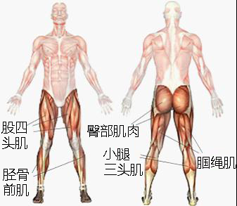 膝关节周围的肌肉(图3)异常也会对跑步膝的形成推波助澜:大腿后部