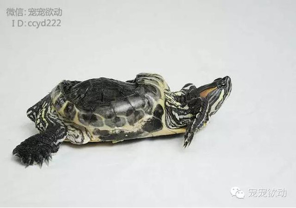 胡乱照料20年致龟壳变形的可怜乌龟,差点安乐死