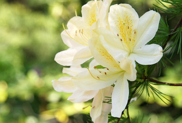 盛夏来临百万株百合下周亮相北京国际鲜花港