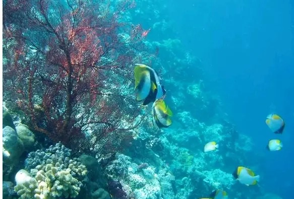 帕劳景点推荐海底大断层