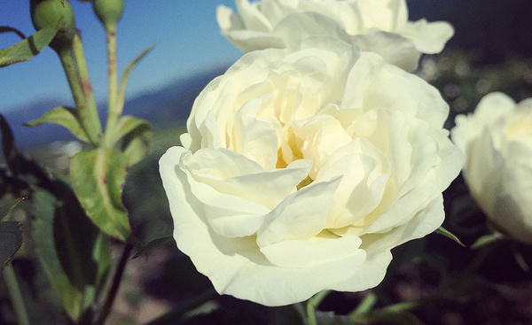 肌肤缺水,长痘,暗沉,总有一款纯露适合你!