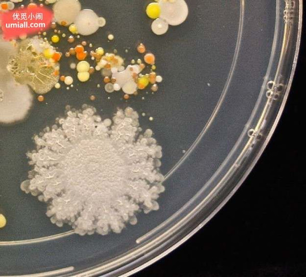 把脏手印在培养皿上,竟孵化出满满的细菌!