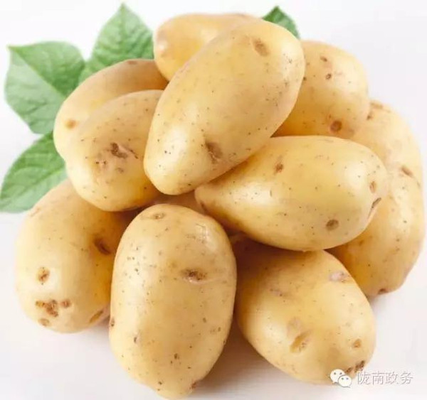 近日,从宕昌县马铃薯中心获悉,宕昌县选育的马铃薯新品种宕薯5号荣获