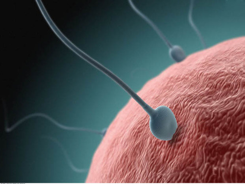 北京不孕不育医院专家谈抗精子抗体不能怀孕啥