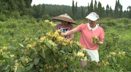 隆回:金银花进入采摘期 低谷中升腾希望