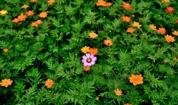 【四季】陌上花开缓缓归,手执格桑赠与谁?