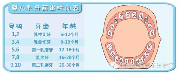 人的一生会有两副牙齿,即乳牙(20个)和恒牙(32个),出生的时候颌