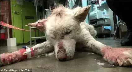 当一个狗狗搜救中心在一片废墟找到它时,它满身伤痕,瘦骨嶙峋