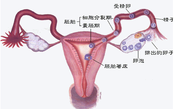 北京不孕不育医院专家谈卵巢囊肿如何进行护理