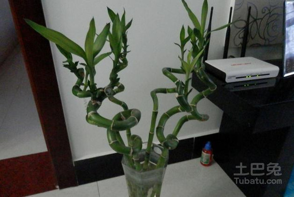 如果要考学升官或者写作的话,可在家中的文昌位摆四棵转运竹,而文昌塔