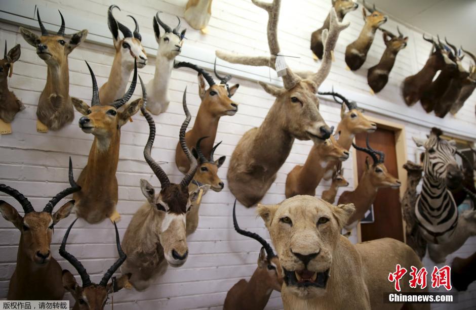 Is Trophy Hunting Legal In India Is Trophy Hunting Legal In India