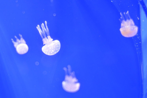 【冲绳】美之海水族馆来一场深海之恋