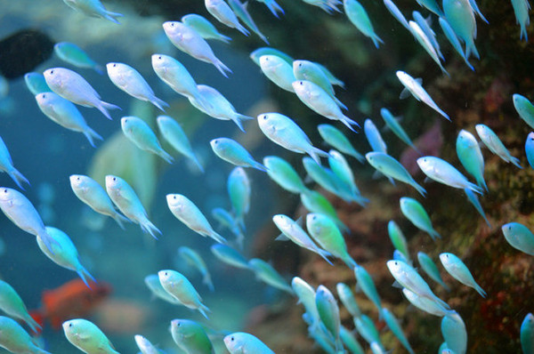 【冲绳】美之海水族馆来一场深海之恋