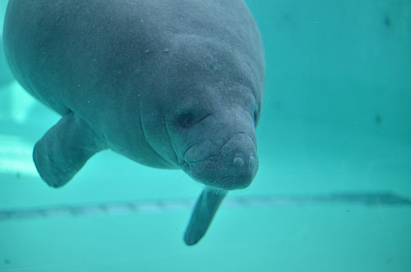 【冲绳】美之海水族馆来一场深海之恋