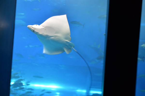 【冲绳】美之海水族馆来一场深海之恋