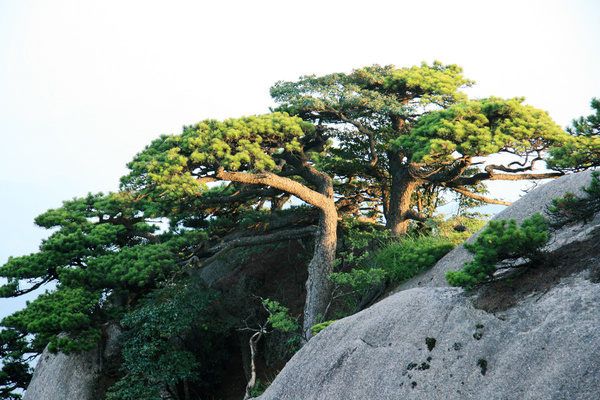 叹为观止的"黄山奇松"