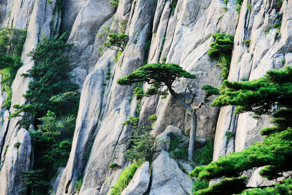 叹为观止的"黄山奇松"