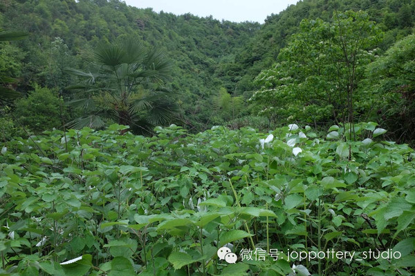 苎麻地