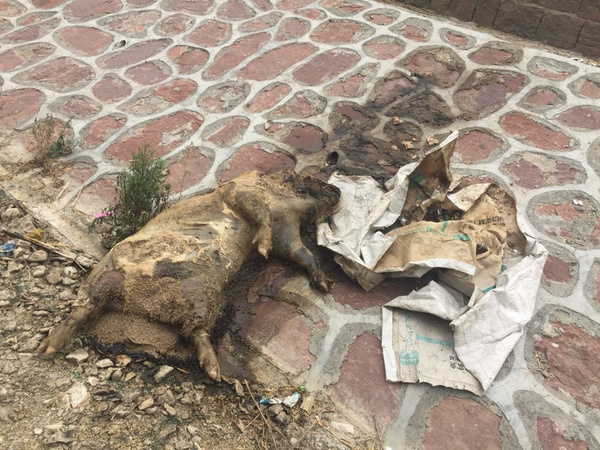 登封书院河惊现200斤腐烂生蛆死猪!