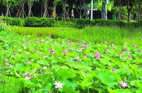 石狮鸳鸯池公园公园荷花开 赏荷正当时(图)