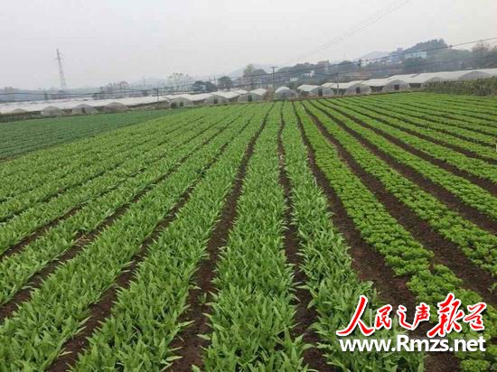 其它 正文 蔬菜基地掘金,从市场高管变成蔬菜大王,湖南省衡阳市祁东县