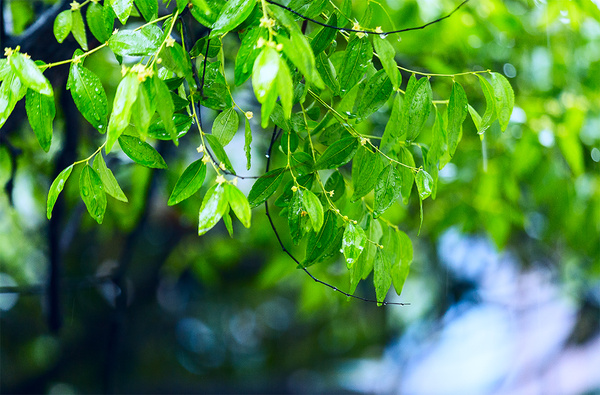 梅雨时节,又见江南梅子红【深氧界的夏天】