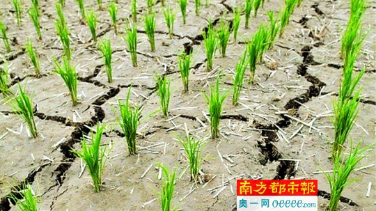 朝鲜遭遇百年来最严重干旱 全国近1\/3稻田变干