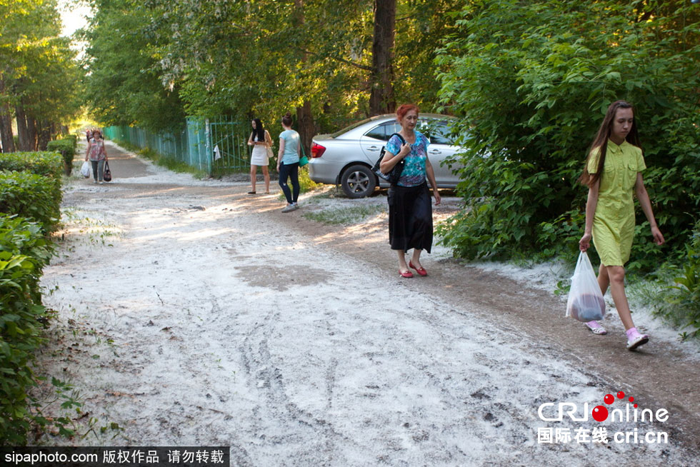 俄罗斯白杨树飞絮铺满路面(高清组图)-中国学网