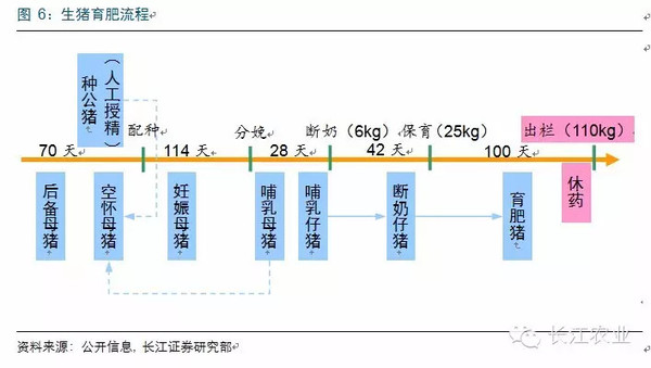 养殖育肥环节属于生猪产业链的中游环节,其流程是出生→断奶→保育