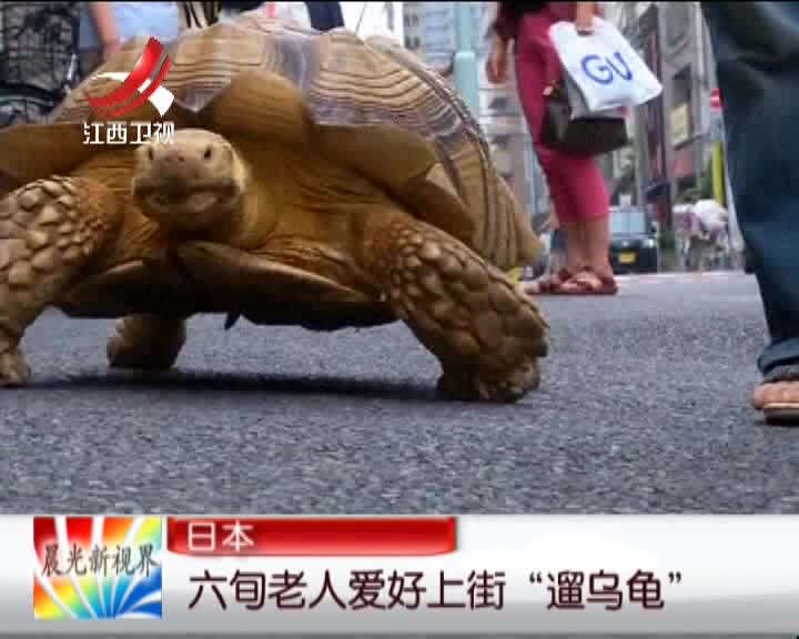 日本六旬老人爱好上街“遛乌龟”