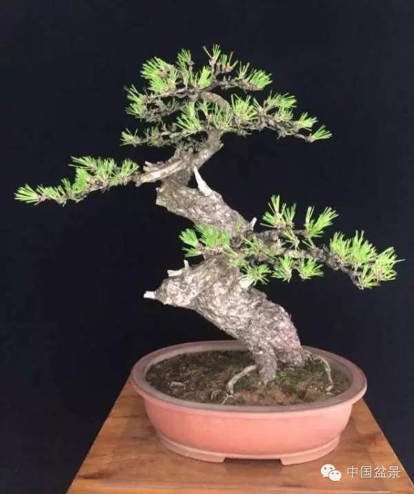 侧柏盆景欣赏与侧柏古桩移栽保活四环节