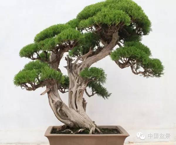 侧柏盆景欣赏与侧柏古桩移栽保活四环节