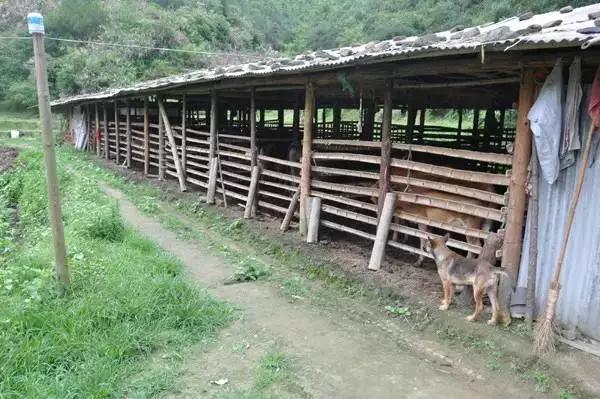 高山青草好养牛