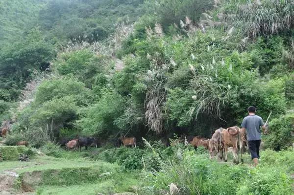 高山青草好养牛