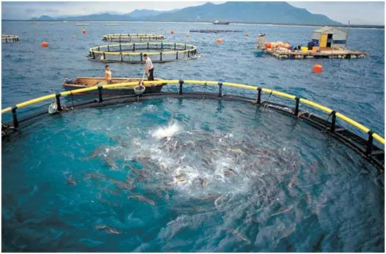 抗生素、避孕药、海水污染 水产养殖的海鲜还