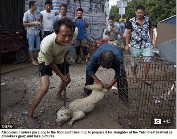 外媒看狗肉节:广西大部分狂犬病出在玉林