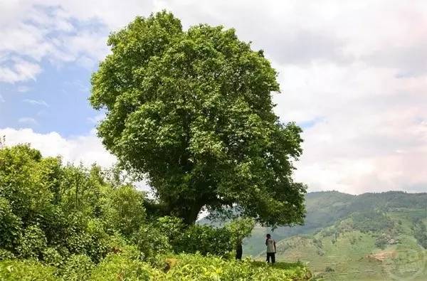 最大的野生古茶树,它生长在海拔2000多米的原始森林中,位于云南镇沅