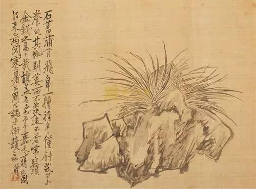 端午百草最美菖蒲源花周品