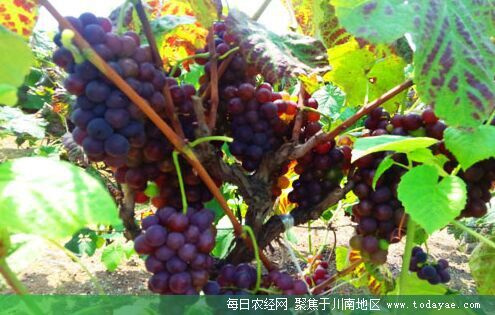 葡萄种植面积达400余亩,密利葡萄,早夏无核葡萄等也陆续成熟,产业规模