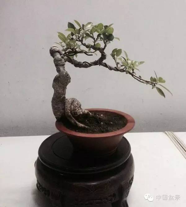 咏盆景刺冬青与石榴