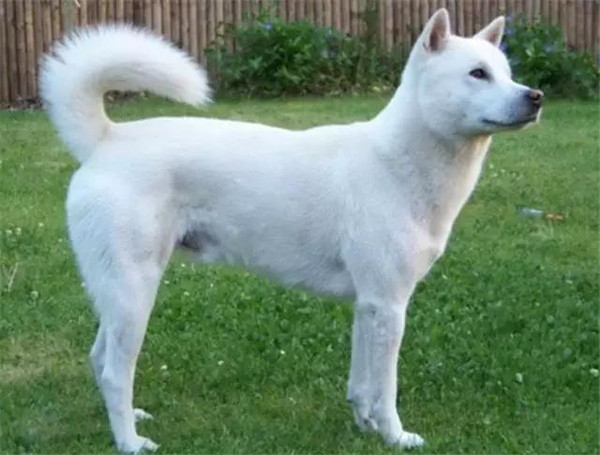 纪州犬是优秀的猎犬,身体健壮,耐力好,虽然体格上比北海道犬小些,但是