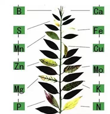 大量元素肥料_细胞大量元素_植物大量元素